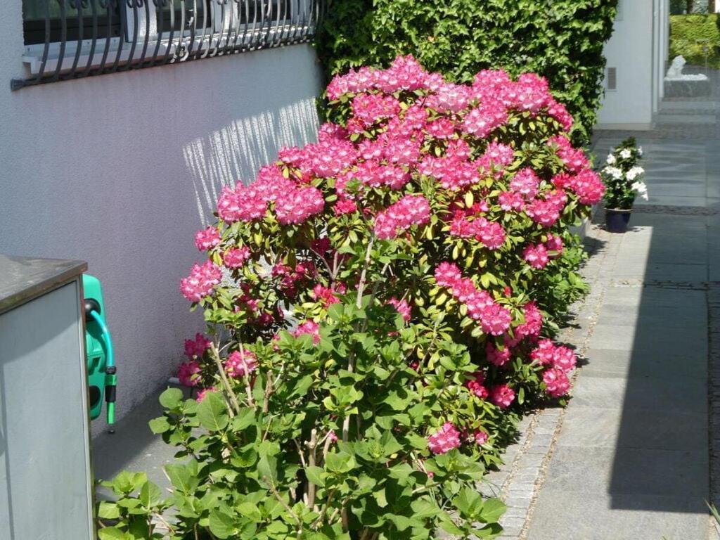 Hanssen In Lindau Constance