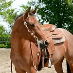 Urlaub auf der Aspen Ranch