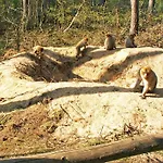 Am Mischwald In Nossentiner Huette
