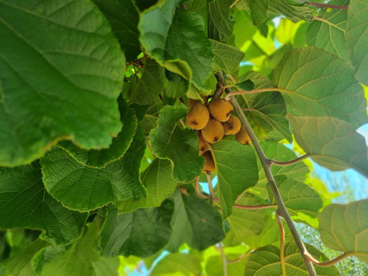 Apartment Traumhafte Gartenwohnung In überlinger Hanglage - Zur Goldenen Kiwi *