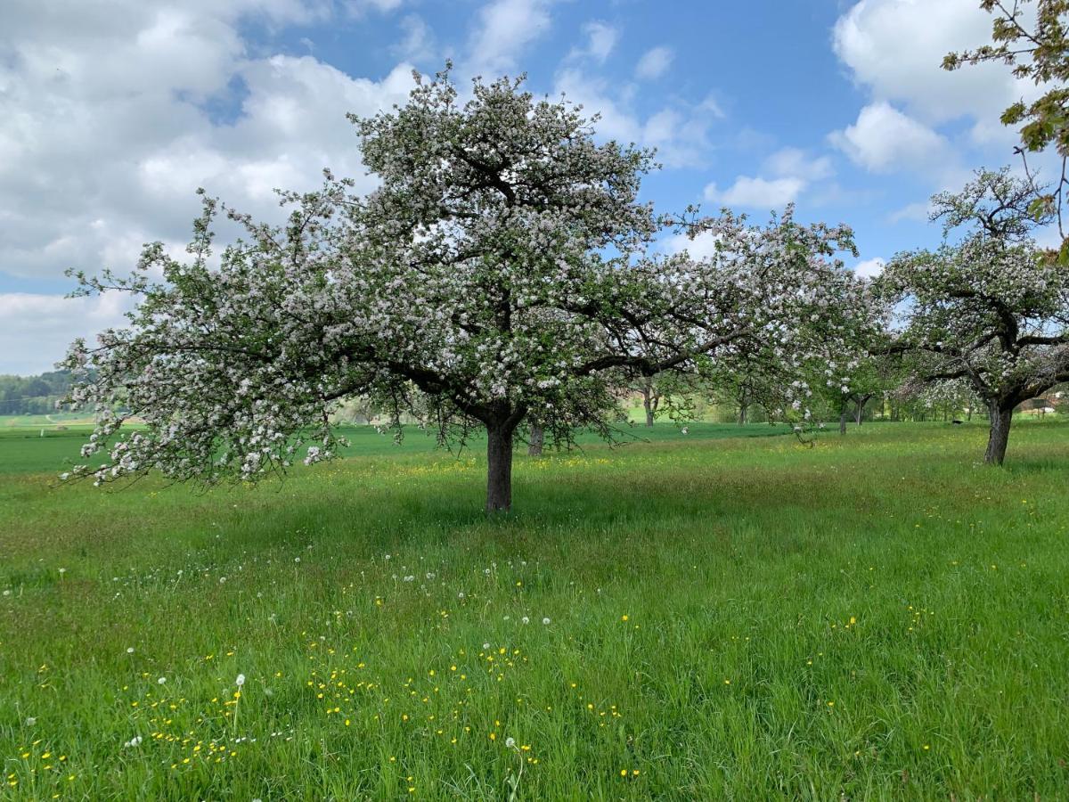 Traube, Ludwigshafen, Bodensee, Seenah Gelegen 2*