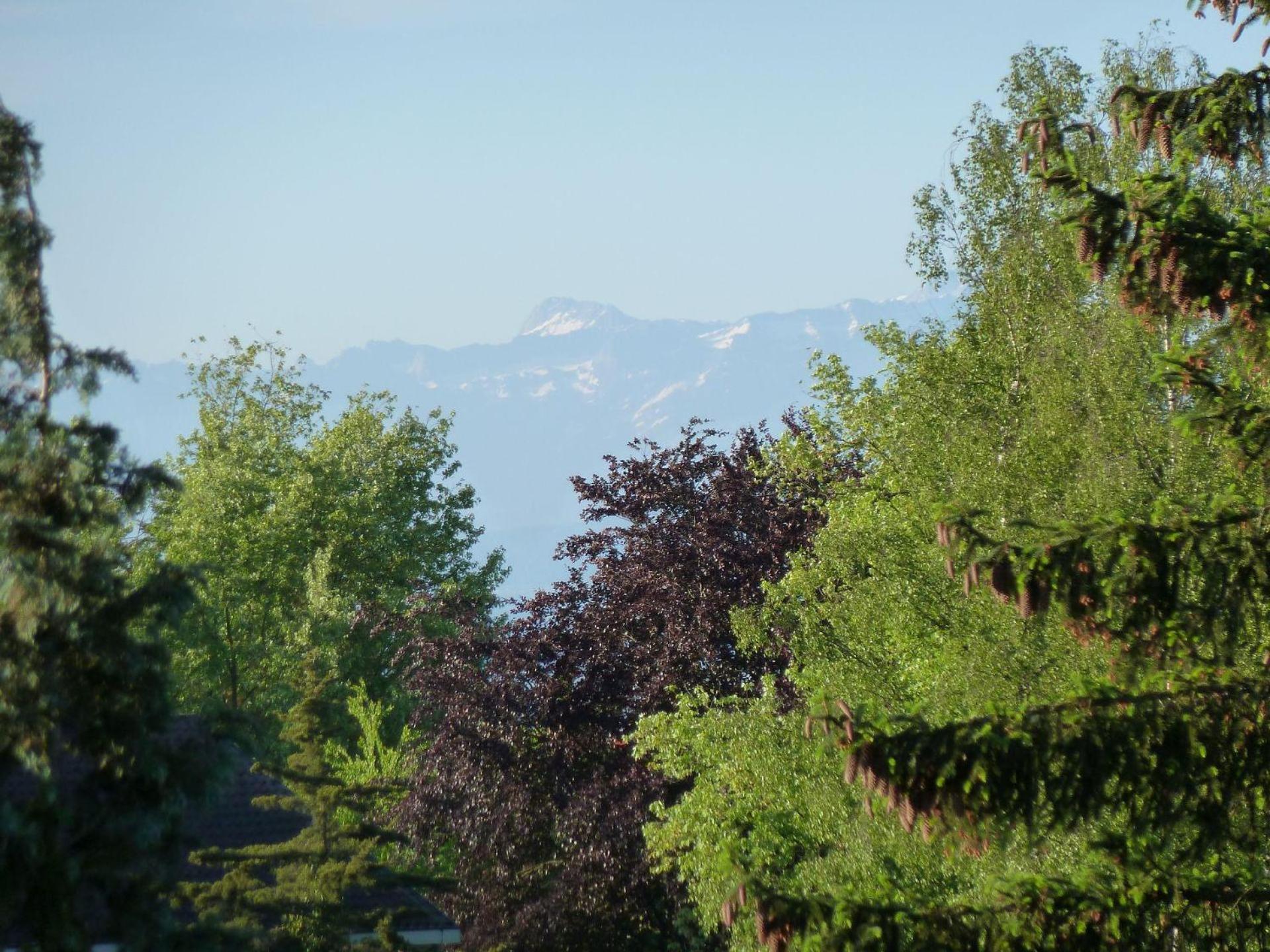 Silvaner-laube Silvanerlaube A * Meersburg