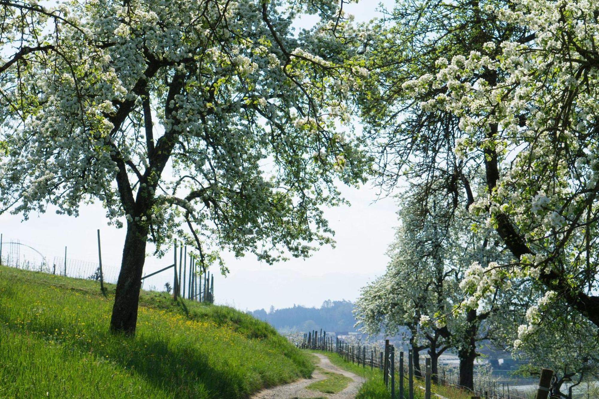 Beim Dorfbach I Hofchalets * Kressbronn am Bodensee