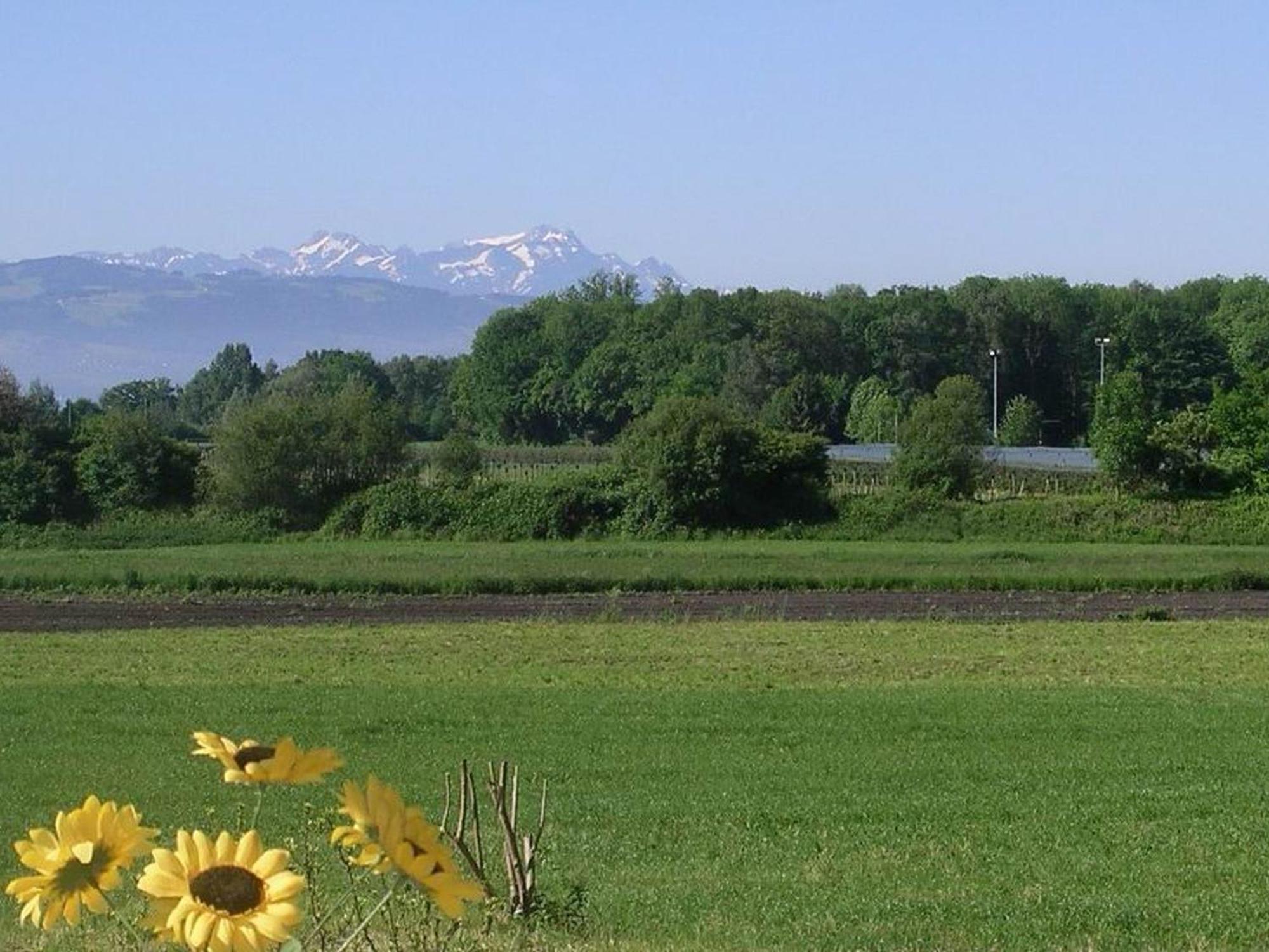 Meier *