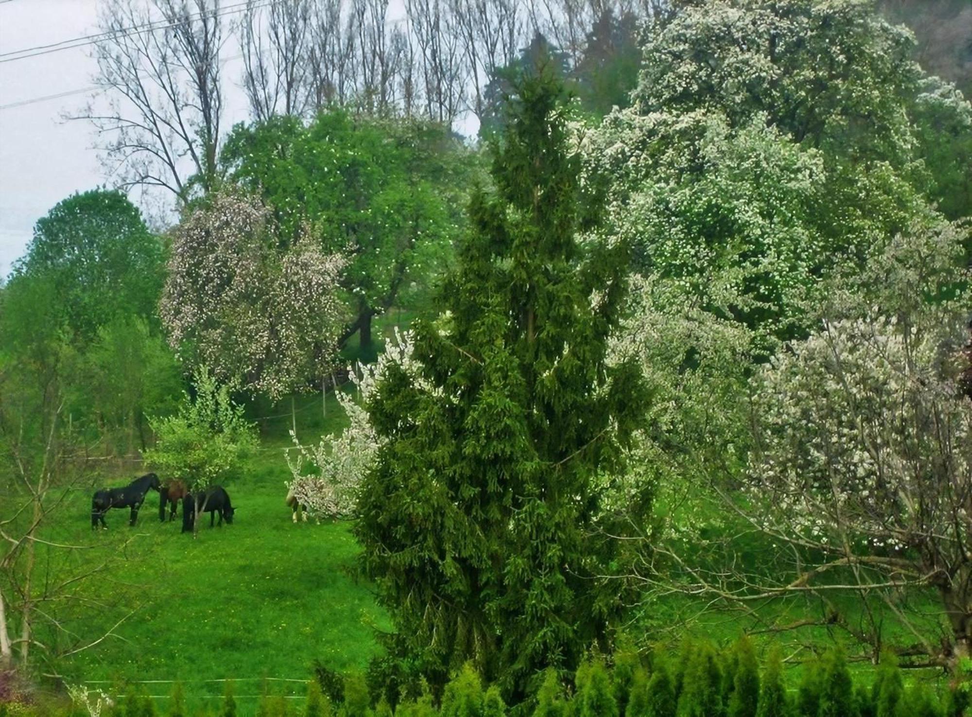Romantica Mit Tollem Blick Auf Den Bodensee