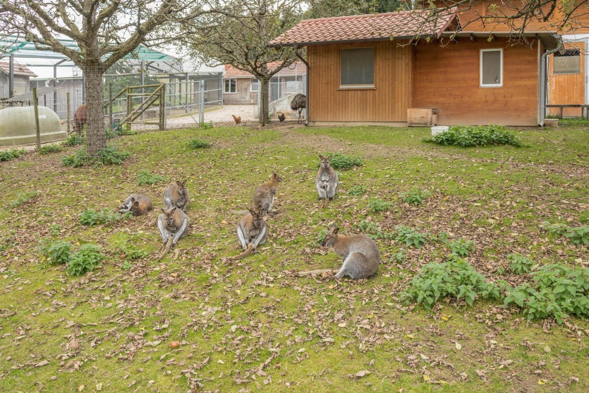 Zapfs Bauernhof Pfingstrose Tettnang