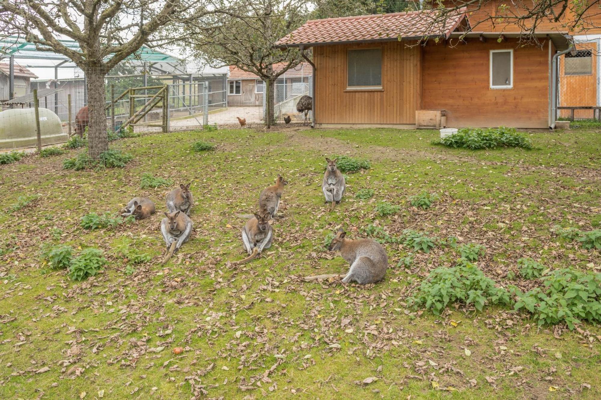 Zapfs Bauernhof Apfelbluete Tettnang
