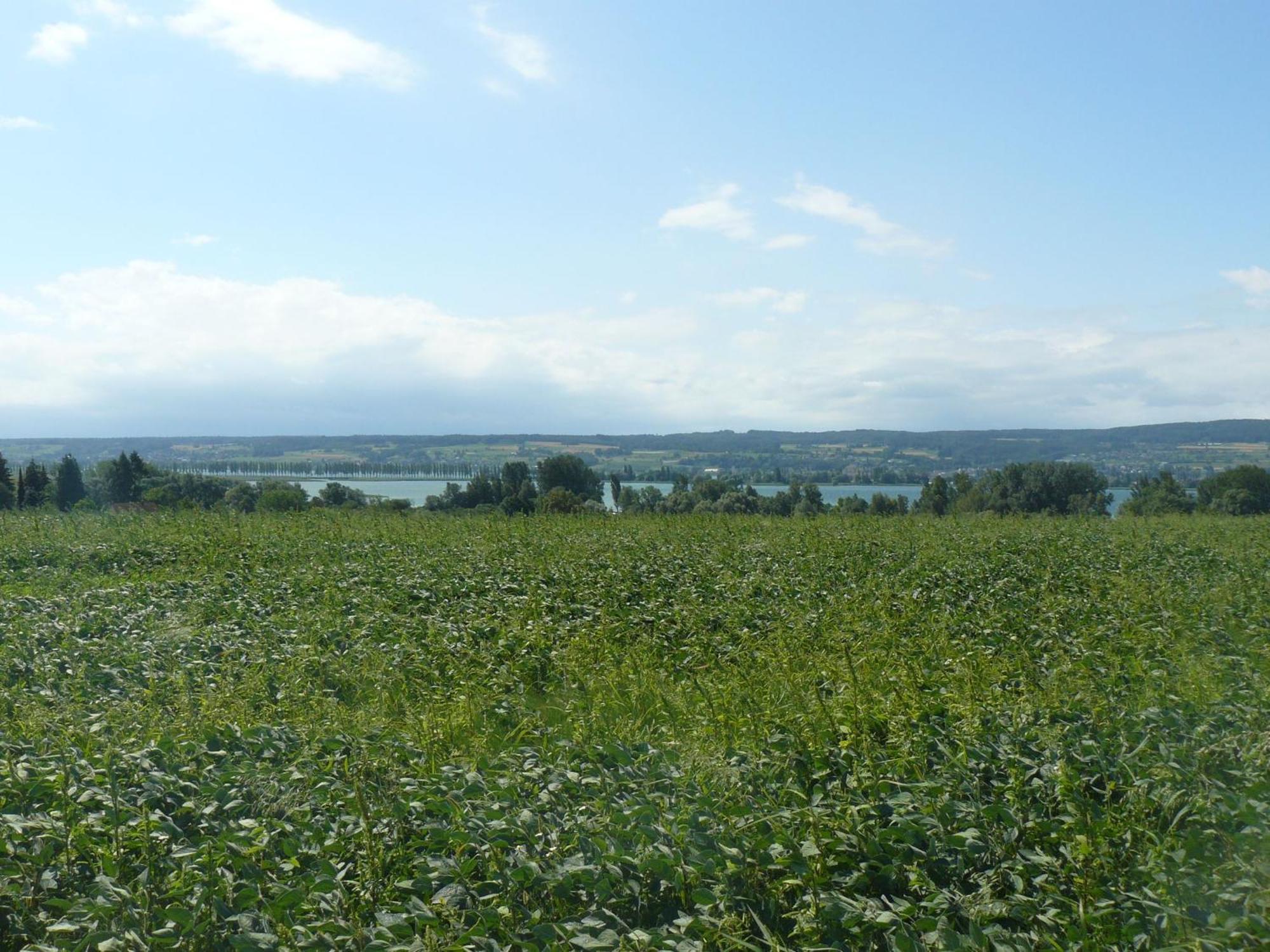 Apartment Naturhaus, 50qm *