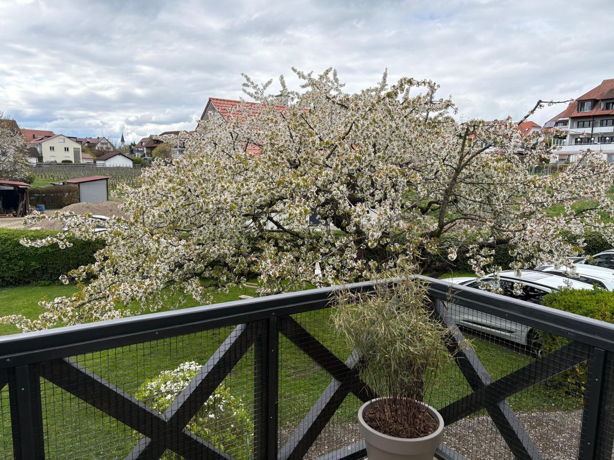 Apartes Am * Hagnau