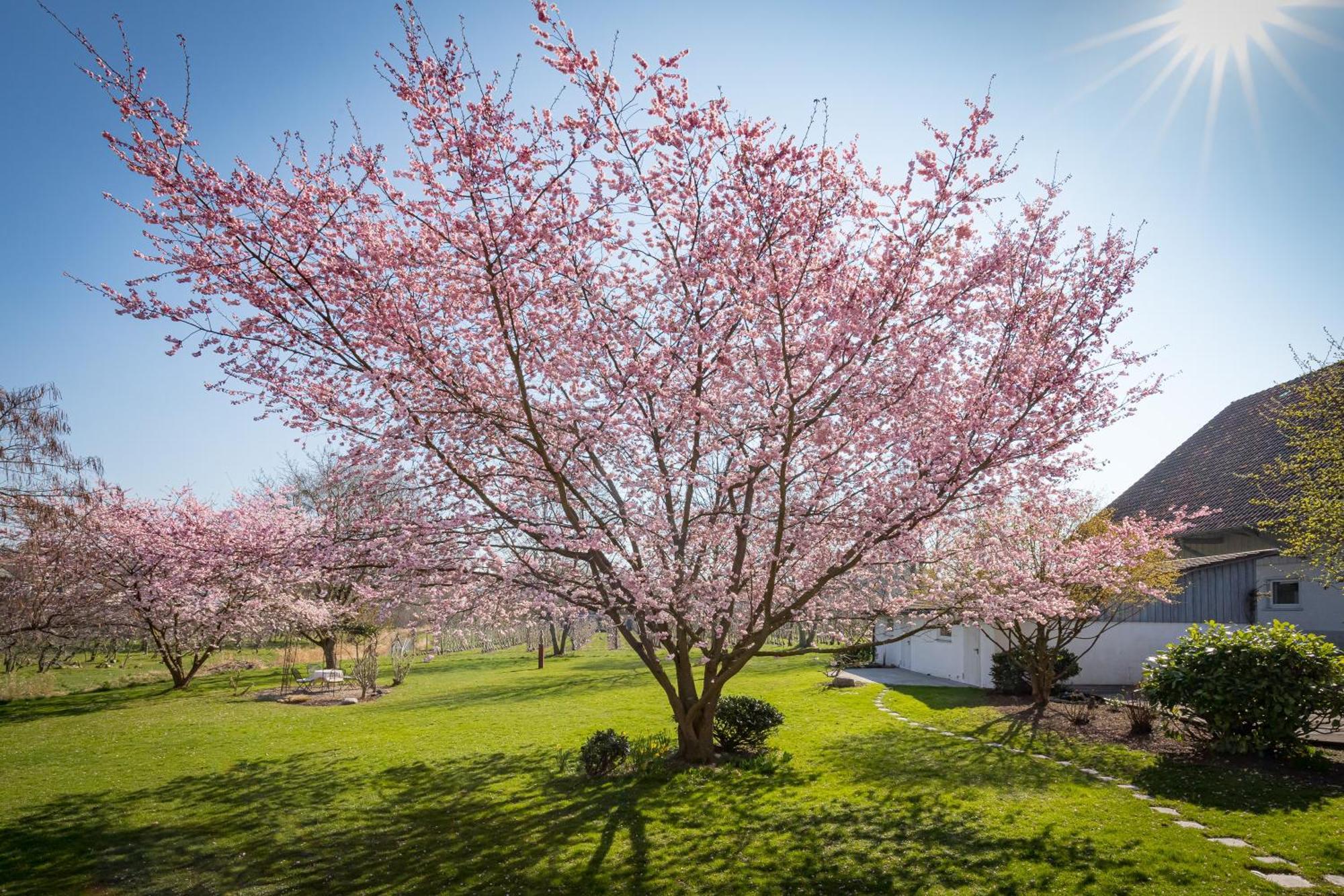 Gaestehaus Zuern Guest house Wasserburg am Bodensee