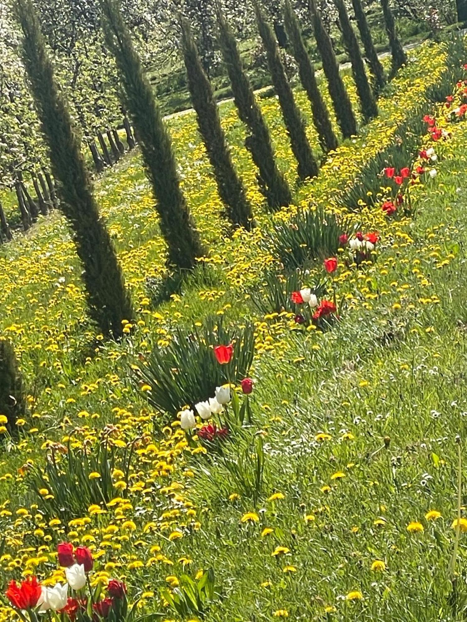 Apartment Bergchalet Mirabell - Obstgut Am Bodensee *