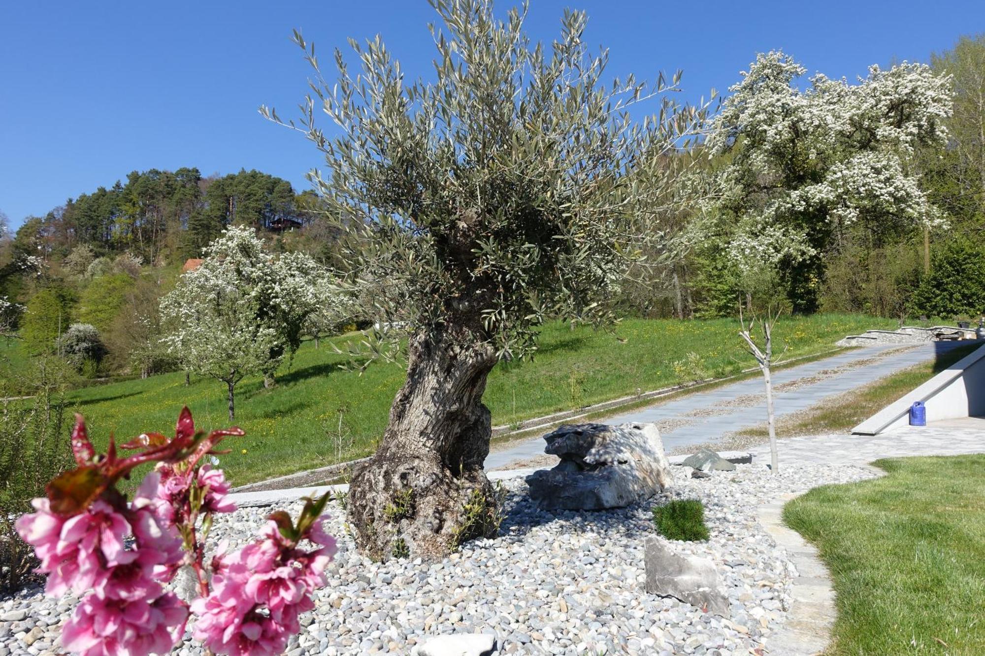Suessenmuehle Obstwiese Apartment