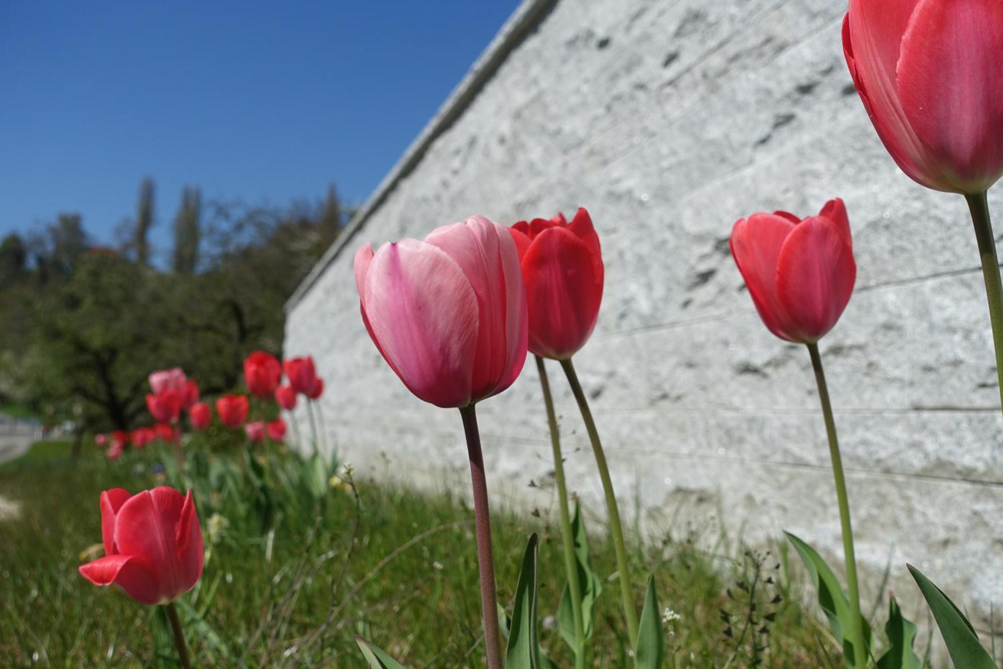 Suessenmuehle Obstwiese * Sipplingen