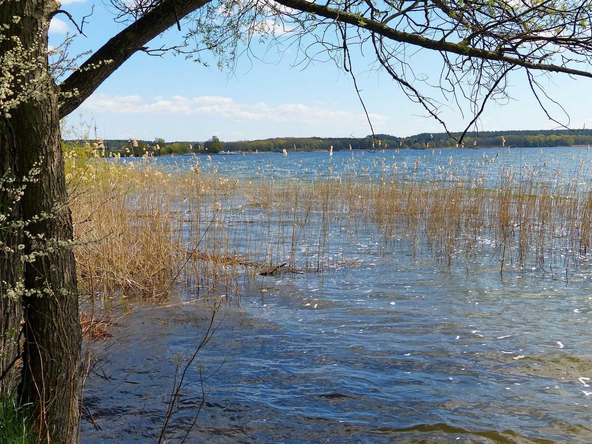 Am Mischwald In Nossentiner Huette