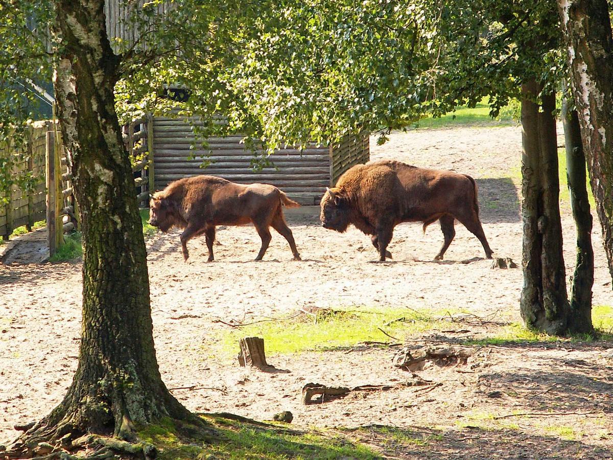 Am Mischwald In