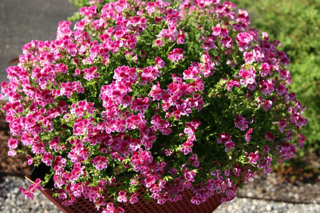 Hotel Garni Frohsinn Guest house