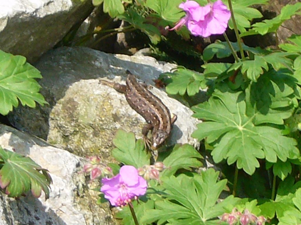 Bed & Breakfast Reni's Oase Am Bodensee Kesswil